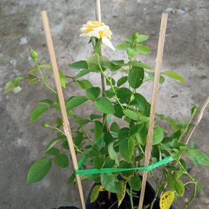 Cây giống hoa hồng bụi cổ tàu màu Vàng C8