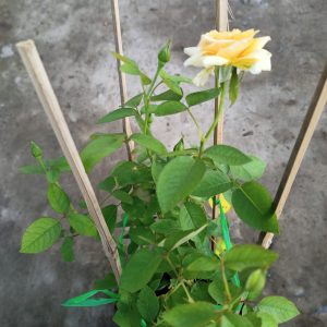 Cây giống hoa hồng bụi cổ tàu màu Vàng C8