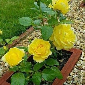 Cây giống hoa hồng bụi cổ tàu màu Vàng C10