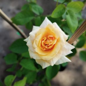 Cây giống hoa hồng bụi cổ tàu màu Vàng C10