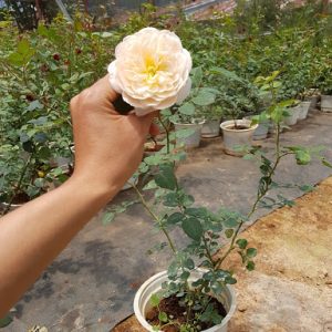 Combo 10 gốc hồng ngoại rễ trần - màu hoa ngẫu nhiên