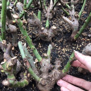 Combo 10 gốc hồng ngoại rễ trần - màu hoa ngẫu nhiên