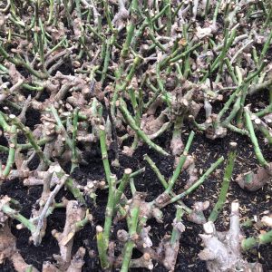 Combo 10 gốc hồng ngoại rễ trần - màu hoa ngẫu nhiên