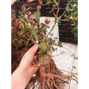 Combo 10 gốc hồng ngoại rễ trần - màu hoa ngẫu nhiên