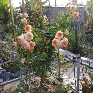 [Cây giống hoa] Hồng Kizuna size chậu C9 - CayGiongTot