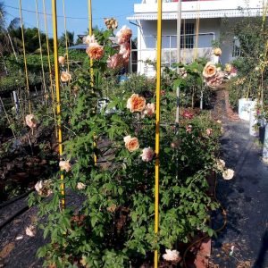 [Cây giống hoa] Hồng Kizuna size chậu C9 - CayGiongTot