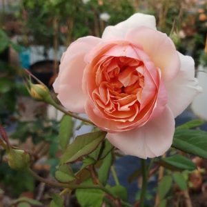 [Cây giống hoa] Hồng Kizuna size chậu C9 - CayGiongTot