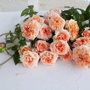 [Cây giống hoa] Hồng Kizuna size chậu C9 - CayGiongTot