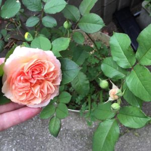 [Cây giống hoa] Hồng Kizuna size chậu C9 - CayGiongTot