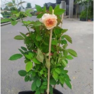 [Cây giống hoa] Hồng Kizuna size chậu C9 - CayGiongTot