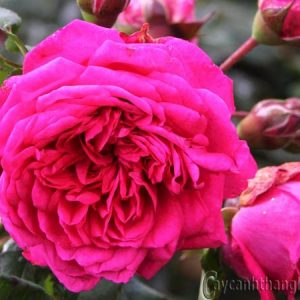 Gói 10 Hạt Giống Hoa Hồng Leo Nhiều Màu - Nanuseeds