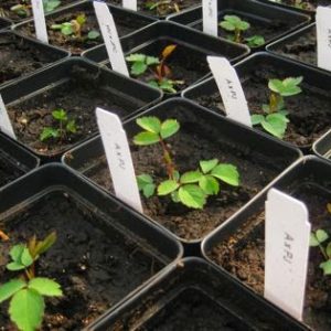 Gói 10 Hạt Giống Hoa Hồng Leo Nhiều Màu - Nanuseeds