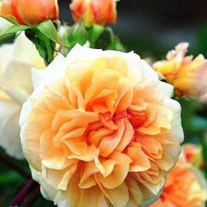 Gói 10 Hạt Giống Hoa Hồng Leo Nhiều Màu - Nanuseeds