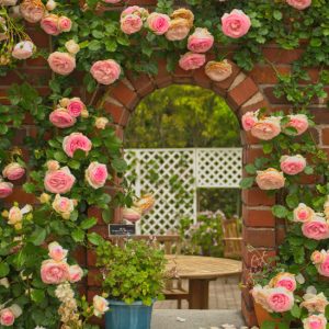 Gói 10 Hạt Giống Hoa Hồng Leo Nhiều Màu - Nanuseeds