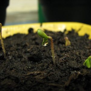 Gói 10 Hạt Giống Hoa Hồng Leo Nhiều Màu - Nanuseeds