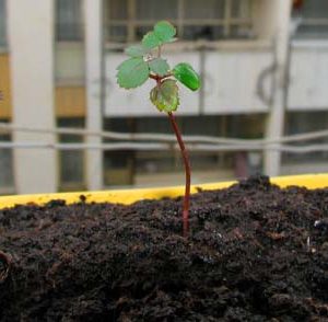 Gói 10 Hạt Giống Hoa Hồng Leo Nhiều Màu - Nanuseeds