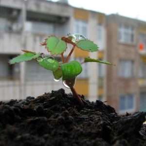 Gói 10 Hạt Giống Hoa Hồng Leo Nhiều Màu - Nanuseeds