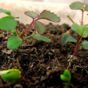 Gói 10 Hạt Giống Hoa Hồng Leo Nhiều Màu - Nanuseeds