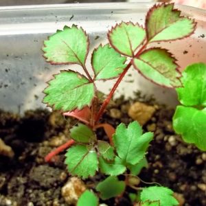 Gói 10 Hạt Giống Hoa Hồng Leo Nhiều Màu - Nanuseeds