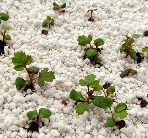 Gói 10 Hạt Giống Hoa Hồng Leo Nhiều Màu - Nanuseeds