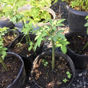 [Cây giống hoa] Hồng LEO red eden  - giống hồng ngoại siêng hoa, mùi hoa cực thơm size chậu C9 - CayGiongTot