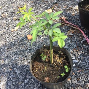 [Cây giống hoa] Hồng LEO red eden  - giống hồng ngoại siêng hoa, mùi hoa cực thơm size chậu C9 - CayGiongTot