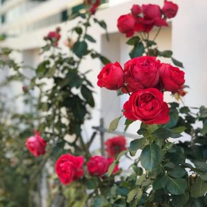 [Cây giống hoa] Hồng LEO red eden  - giống hồng ngoại siêng hoa, mùi hoa cực thơm size chậu C9 - CayGiongTot