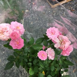 [Cây giống hoa] Hồng leo tường vy size chậu C10