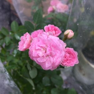 [Cây giống hoa] Hồng leo tường vy size chậu C10