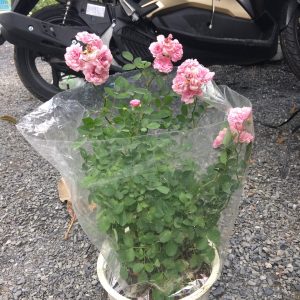 [Cây giống hoa] Hồng leo tường vy size chậu C10