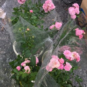 [Cây giống hoa] Hồng leo tường vy size chậu C10