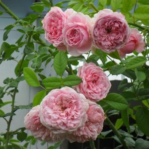 [Cây giống hoa] Hồng ngoại Spirit of freedom (hồng leo) size chậu C9 - CayGiongTot