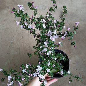Cây hồng loan mai dáng bonsai đang hoa, đang nụ
