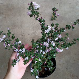 Cây hồng loan mai dáng bonsai đang hoa, đang nụ