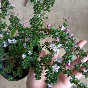 Cây hồng loan mai dáng bonsai đang hoa, đang nụ