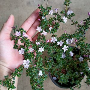 Cây hồng loan mai dáng bonsai đang hoa, đang nụ