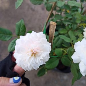 Cây giống hoa hồng bụi Nhật Bản Misaki - giống siêng lặp bông dễ chăm C8