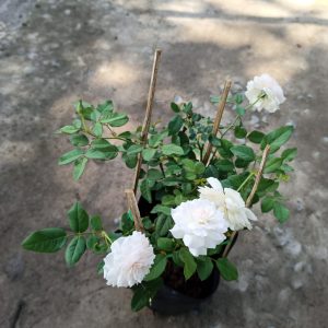 Cây giống hoa hồng bụi Nhật Bản Misaki - giống siêng lặp bông dễ chăm C8