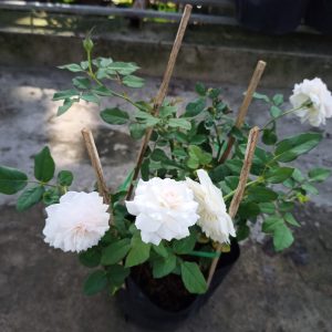 Cây giống hoa hồng bụi Nhật Bản Misaki - giống siêng lặp bông dễ chăm C8