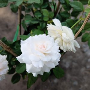 Cây giống hoa hồng bụi Nhật Bản Misaki - giống siêng lặp bông dễ chăm C8