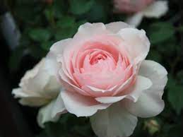 Cây giống hoa hồng bụi Nhật Bản Misaki - giống siêng lặp bông dễ chăm C8