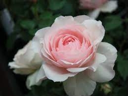 Cây giống hoa hồng bụi Nhật Bản Misaki - giống siêng lặp bông dễ chăm C10