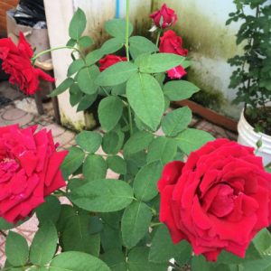 [Cây giống hoa] Hồng nhung Sa Đéc size chậu C9 - CayGiongTot