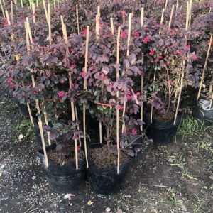 Cây hồng phụng, cây kiểng đẹp, lạ - cây cảnh quan, sân vườn - Loropetalum