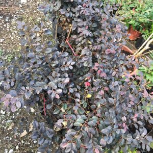 Cây hồng phụng, cây kiểng đẹp, lạ - cây cảnh quan, sân vườn - Loropetalum