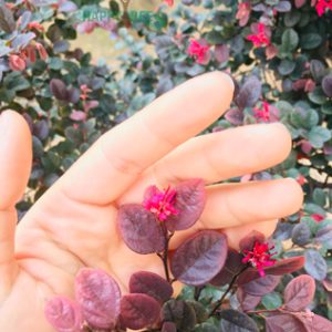 Cây hồng phụng, cây kiểng đẹp, lạ - cây cảnh quan, sân vườn - Loropetalum