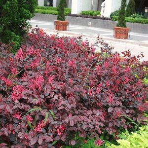 Cây hồng phụng, cây kiểng đẹp, lạ - cây cảnh quan, sân vườn - Loropetalum