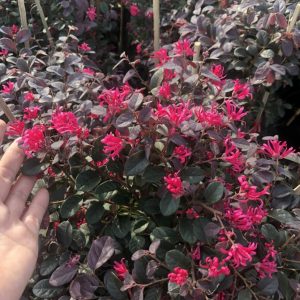 Cây hồng phụng, cây kiểng đẹp, lạ - cây cảnh quan, sân vườn - Loropetalum