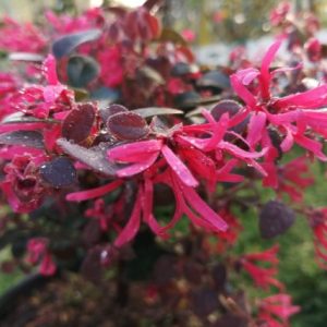 Cây hồng phụng, cây kiểng đẹp, lạ - cây cảnh quan, sân vườn - Loropetalum