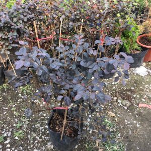 Cây hồng phụng, cây kiểng đẹp, lạ - cây cảnh quan, sân vườn - Loropetalum